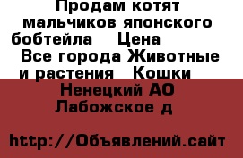 Продам котят мальчиков японского бобтейла. › Цена ­ 30 000 - Все города Животные и растения » Кошки   . Ненецкий АО,Лабожское д.